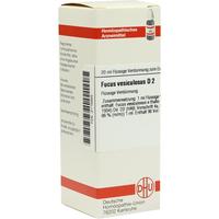 Fucus Vesicul D 2 null
