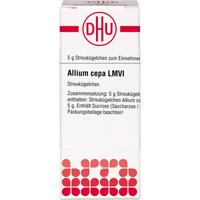 Allium Cepa Lm Vi null