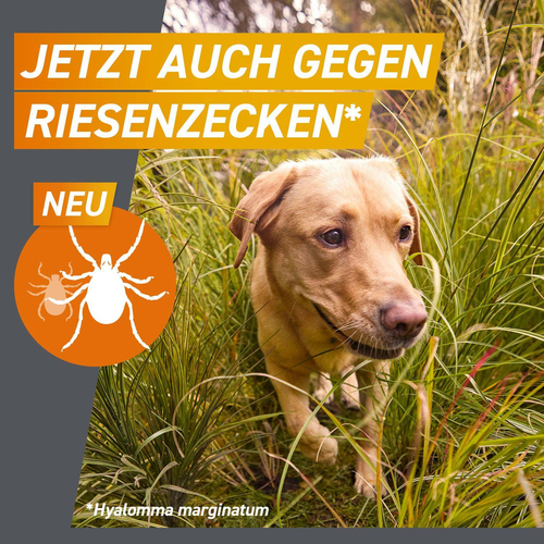 Frontpro Chew Hunde S Vet 3 St Boehringer Ingelheim Vetmedica Gmbh bei onfy.de kaufen 18654280