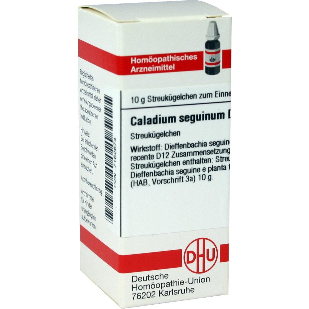 Caladium Seguinum D12