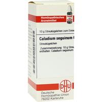 Caladium Seguin C 6 null