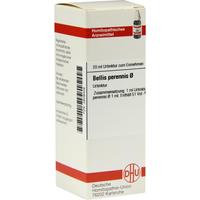 Bellis Perennis Urt null
