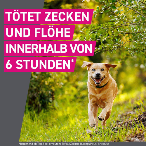 Frontline Tri-Act Hu 10-20 6 St Boehringer Ingelheim Vetmedica Gmbh bei onfy.de kaufen 16359884