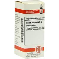 Bellis Perennis C 6 null