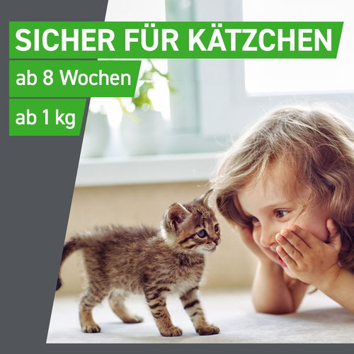 Frontline Combo Spot Katze 6 St Boehringer Ingelheim Vetmedica Gmbh bei onfy.de kaufen 17885037