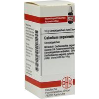 Caladium Seguin D 4 null