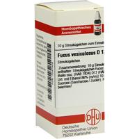 Fucus Vesicul D12 null
