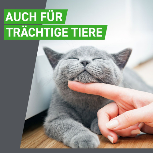 Frontline Combo Spot Katze 6 St Boehringer Ingelheim Vetmedica Gmbh bei onfy.de kaufen 17885037