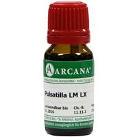 Pulsatilla Arca Lm 60 null
