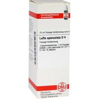Luffa Opercul D 4 null