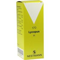 Lycopus H 170 null
