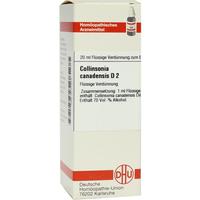 Collinsonia Canadens D 2 null