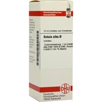 Betula Alba Urt null