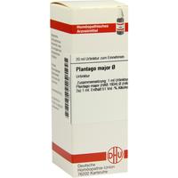 Plantago Major Urt null