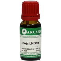 Thuja Arca Lm 60 null