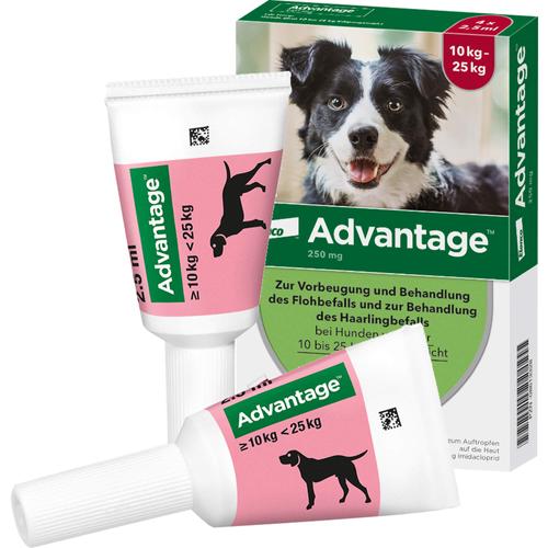 Advantage 250 Hund 4 St Elanco Deutschland Gmbh bei onfy.de kaufen 08613328