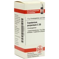 Eupatorium Purpur C30 null