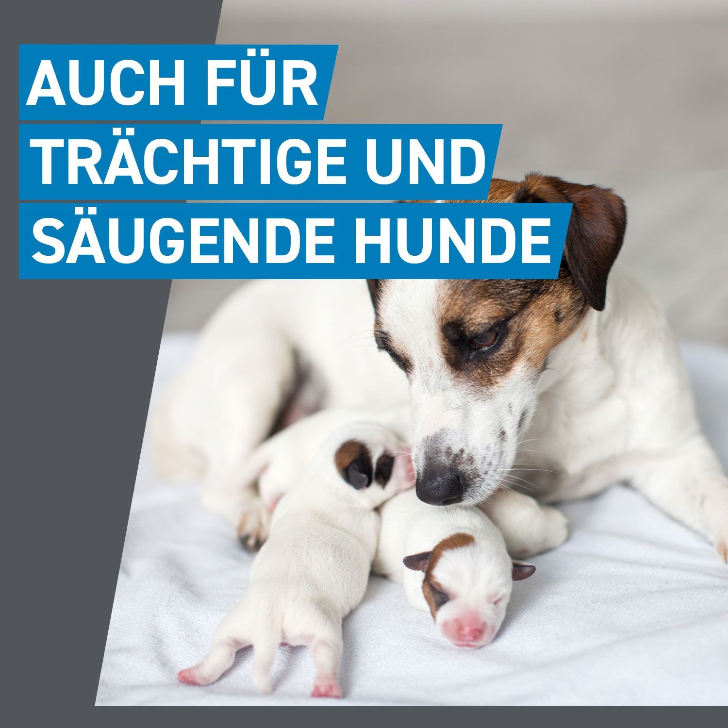Frontline Spot On H 20 Vet 6 St Boehringer Ingelheim Vetmedica Gmbh bei onfy.de kaufen 02246395