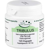Tribulus null