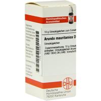 Arundo Mauritan D 6 null