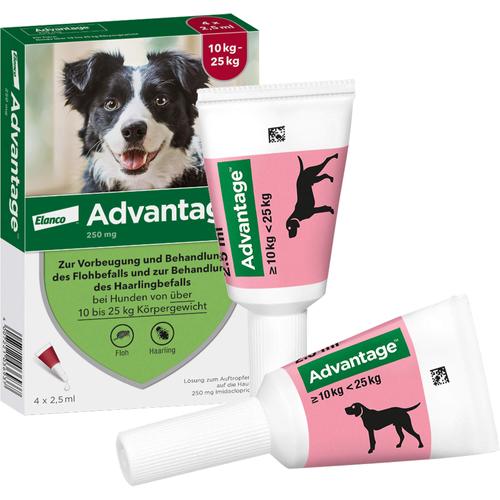 Advantage 250 Hund 4 St Elanco Deutschland Gmbh bei onfy.de kaufen 08613328