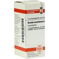 Arundo Mauritanica C30 null