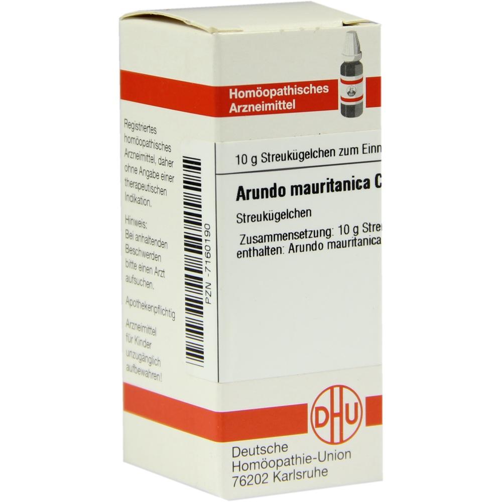 Arundo Mauritanica C30 null