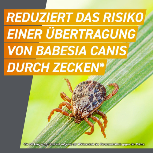 Frontpro Chew Hunde S Vet 3 St Boehringer Ingelheim Vetmedica Gmbh bei onfy.de kaufen 18654280