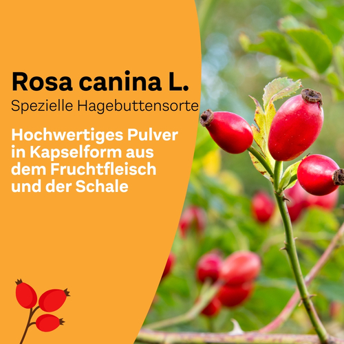Litozin Hagebuttenpulver 130 g Queisser Pharma bei onfy.de kaufen 11523155