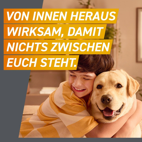 Frontpro Chew Hunde S Vet 3 St Boehringer Ingelheim Vetmedica Gmbh bei onfy.de kaufen 18654280