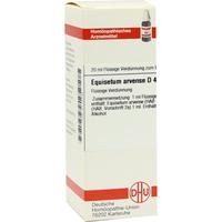 Equisetum Arv D 4 null