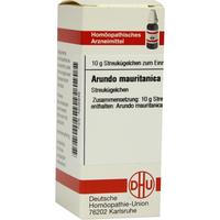 Arundo Mauritan C 6 null