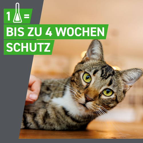Frontline Combo Spot Katze 6 St Boehringer Ingelheim Vetmedica Gmbh bei onfy.de kaufen 17885037