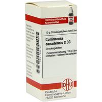 Collinsonia Canadens C30 null