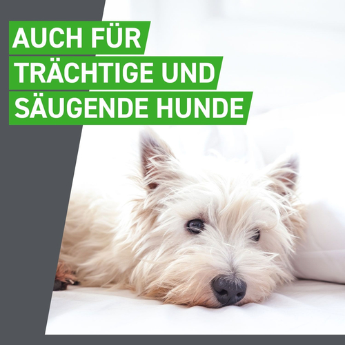 Frontline Combo Spo Hund L 3 St Boehringer Ingelheim Vetmedica Gmbh bei onfy.de kaufen 17558605