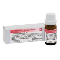 Echinacea Angustifolia D6 null