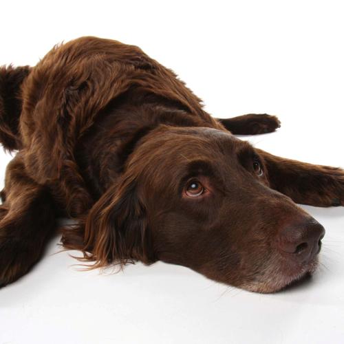 Bachblüten Tiere Tropfen Lustlosigkeit 20 ml Hager Pharma bei onfy.de kaufen 16789604