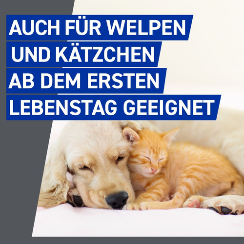 Frontline Vet 100 ml Boehringer Ingelheim Vetmedica Gmbh bei onfy.de kaufen 07579664