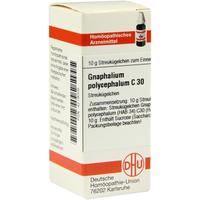 Gnaphalium Polyc C30 null