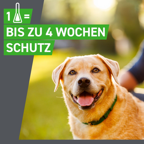 Frontline Combo Spo Hund L 3 St Boehringer Ingelheim Vetmedica Gmbh bei onfy.de kaufen 17558605