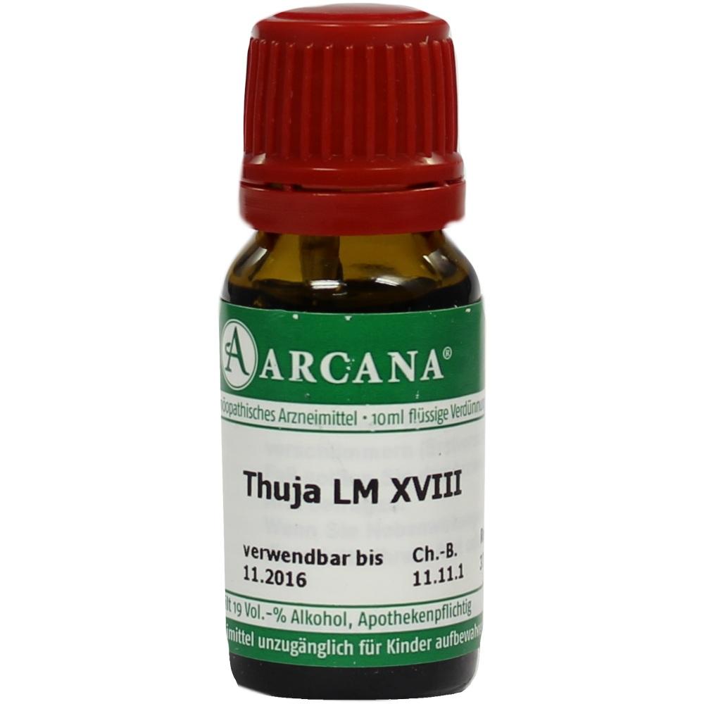Thuja Arca Lm 18 null