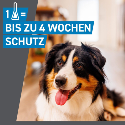 Frontline Spot On H 20 Vet 3 St Boehringer Ingelheim Vetmedica Gmbh bei onfy.de kaufen 00662882