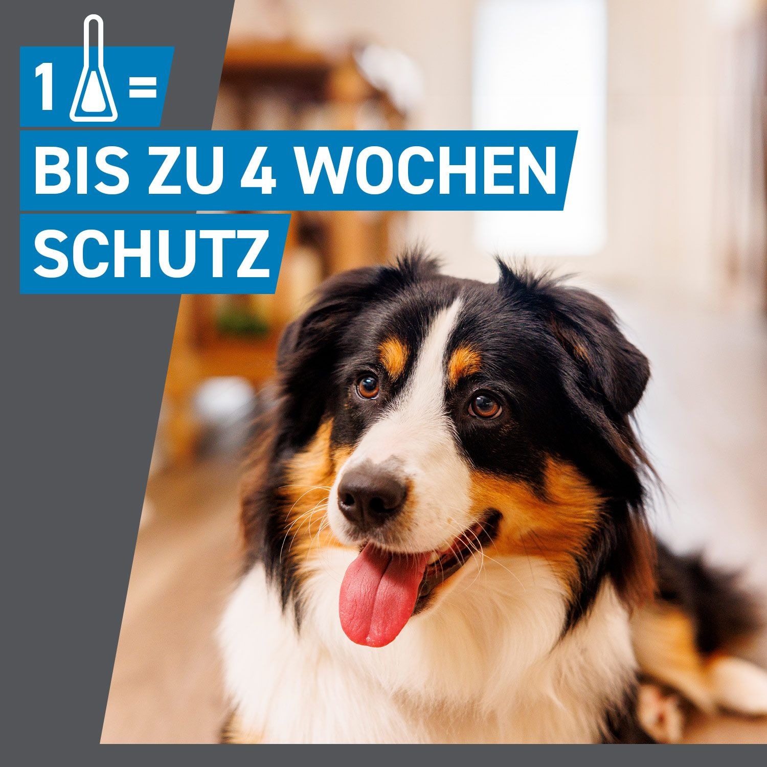 Frontline Spot On H 20 Vet 6 St Boehringer Ingelheim Vetmedica Gmbh bei onfy.de kaufen 02246395